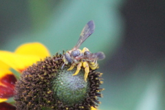 Halictus parallelus