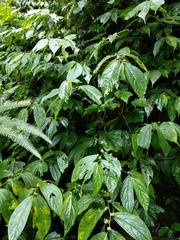 Elatostema platyphyllum