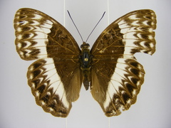 Cymothoe jodutta mostinckxi