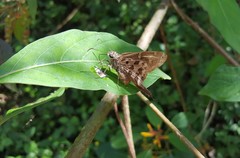 Thorybes dorantes dorantes