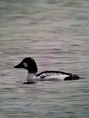 Bucephala clangula americana