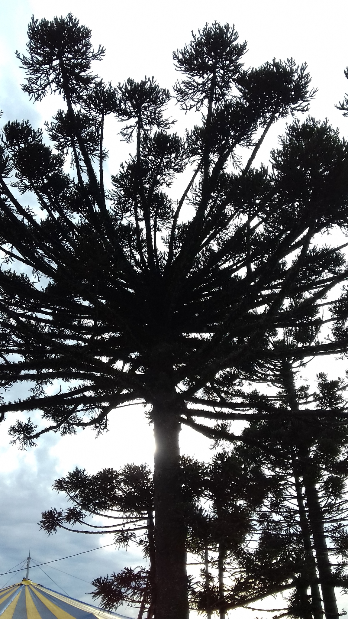 Araucaria angustifolia