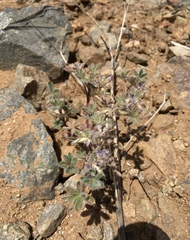 Lupinus concinnus