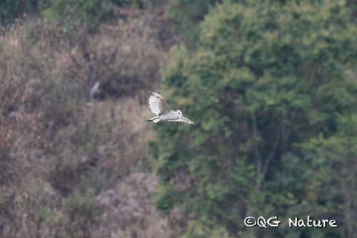 Eastern Grass Owl (Tyto longimembris), photo 7