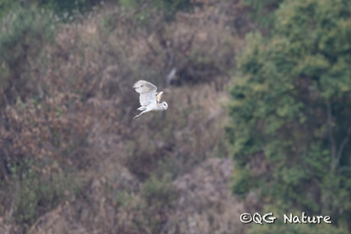 Eastern Grass Owl (Tyto longimembris), photo 6