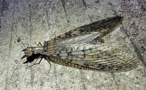 Acanthacorydalis orientalis
