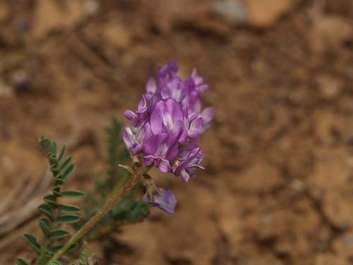 sheep milkvetch (Astragalus nothoxys)