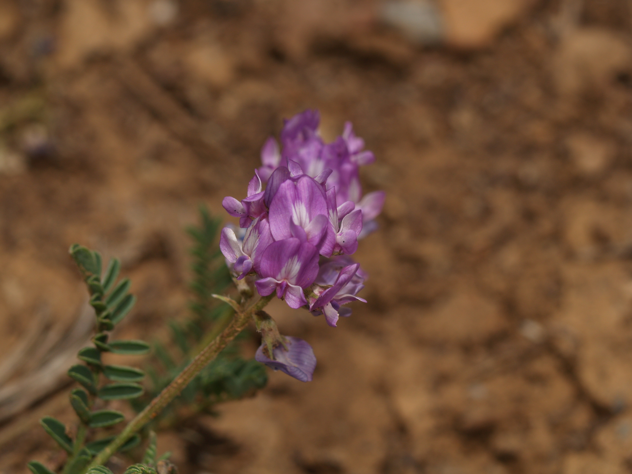 Astragalus nothoxys