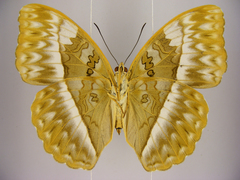 Cymothoe jodutta mostinckxi