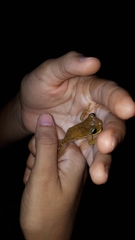 Boana platanera
