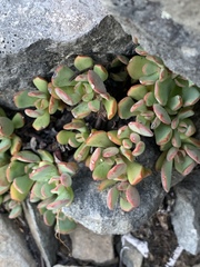 Sedum oregonense