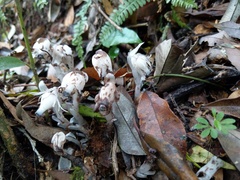 Monotropastrum humile