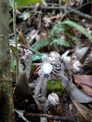 Monotropastrum humile