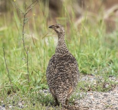 Centrocercus minimus