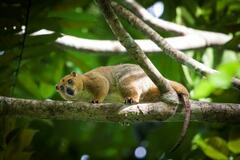 Rothschild's Cuscus photo 2