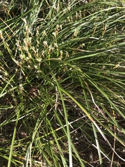 Carex geyeri