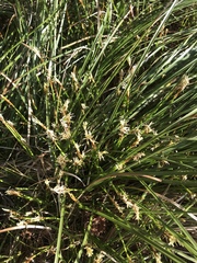 Carex geyeri