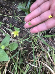 Ranunculus uncinatus