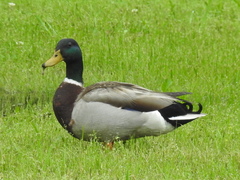 Anas platyrhynchos