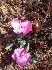 Oenothera deserticola