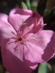 Oenothera deserticola