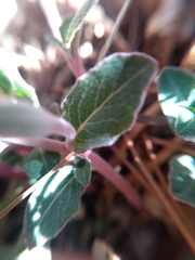 Oenothera deserticola