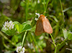 Malacosoma franconicum