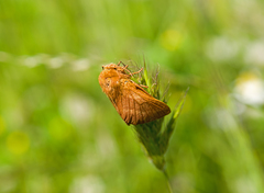 Malacosoma franconicum