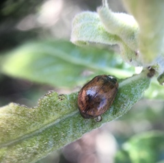 Chrysomela schaefferi