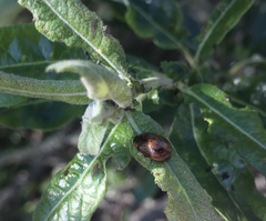 Chrysomela schaefferi