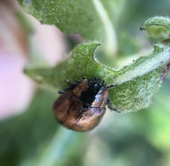 Chrysomela schaefferi