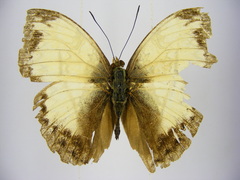 Cymothoe jodutta mostinckxi