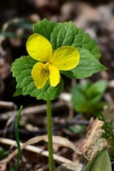 Viola uniflora