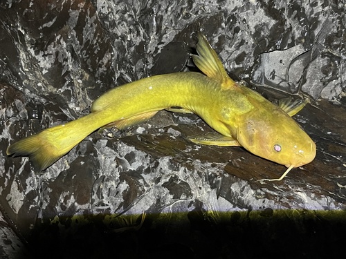 Tachysurus ussuriensis