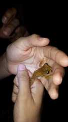 Boana platanera