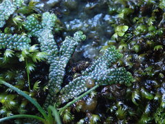 Marchantia macropora