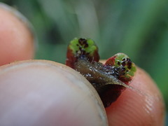 Marchantia macropora
