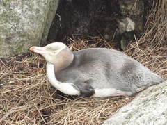 Megadyptes antipodes