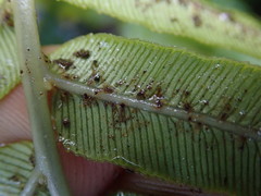 Blechnum triangularifolium