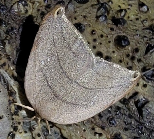Pseudalbara parvula
