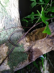 Newzealandia