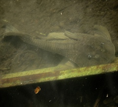Hypostomus