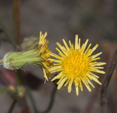 Representative image of Sonchus microcephalus