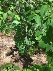 Philadelphus coronarius
