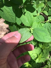 Philadelphus coronarius