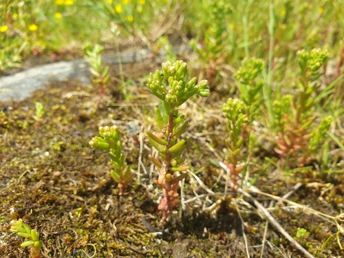 Image of Sedum villosum by (c) Clément Maouche, some rights reserved (CC BY)