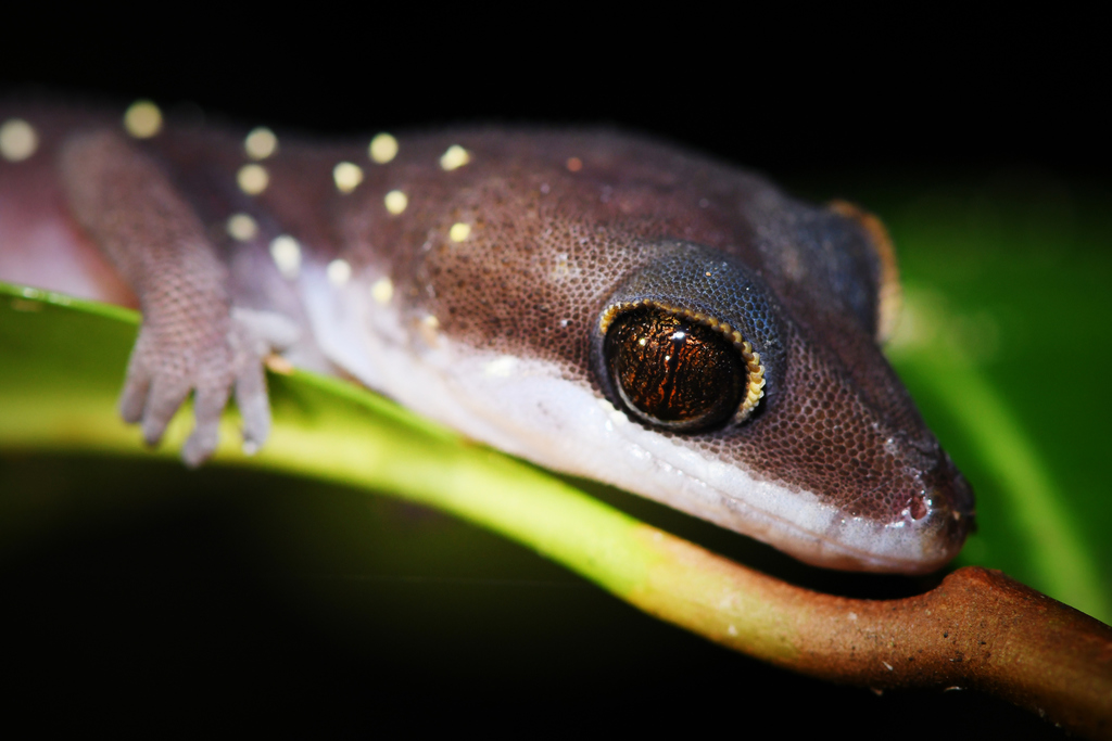 Spotted Bent-Toed Gecko