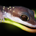 Sri Lankan Spotted Bent-toed Gecko - Photo (c) See Gomen, some rights reserved (CC BY-NC), uploaded by See Gomen