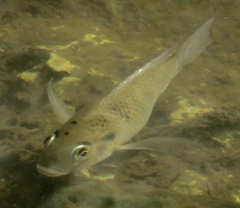 Sarotherodon melanotheron