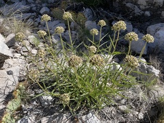 Asclepias asperula